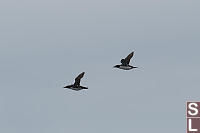 Common Murre Flying By