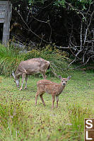 Deer Eating Grass