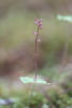 Heartleaf Twayblade