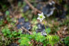 One-flowered Wintergreen