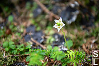 One Flowered Wintergreen