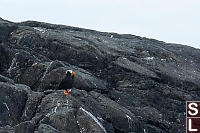 Tufted Puffin On Rocks