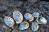 Abalone Shells On Rocks