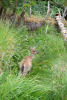 Sitka Black-tailed Deer