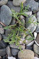 European Sea Rocket