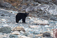 Black Bear On Shore