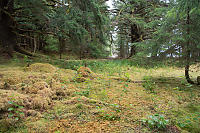 Nettle Garden