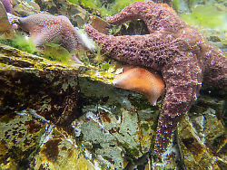 Ochre Sea Star Showing Size