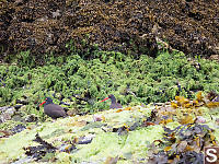 Oyster Catchers On Kelp Covered Rocks