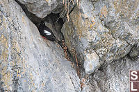 Pigeon Guillemot On Rock Edge