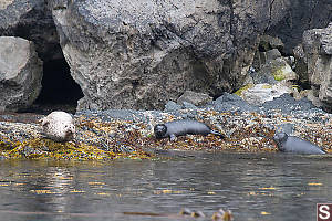 Seals On Rocks