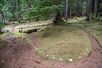 Trail Lined With Shells