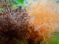 Two Sea Cucumbers Mouths Meeting