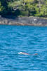 Risso's Dolphin