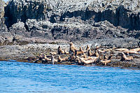 Sea Lions Hauled Out Tatsung Rock