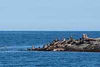 Sea Lions On Rocks