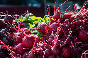 Two Kinds Of Beets