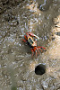 Fiddler crab