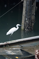 Egret Fishing