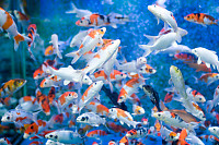 Fish In Large Tank