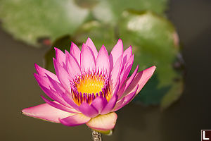 Lotus Flower