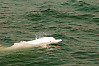 Chinese white dolphin, Indo-Pacific humpbacked dolphin