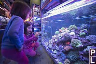 Demo Tank Of Corals