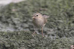 Dusky Warbler In Intertidal