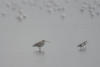 Eurasian Curlew