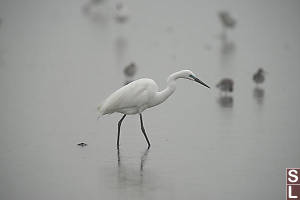 Great Egret In Breeding Colours