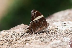 Banded Tree Brown