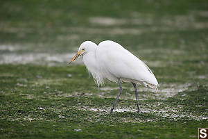 Intermediate Egret Hunting