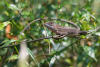 changeable lizard, Oriental garden lizard