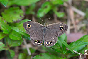 Common Five Ring Dry Season