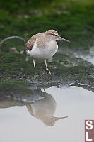 Common Sandpiper With Reflection