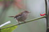 Common tailorbird