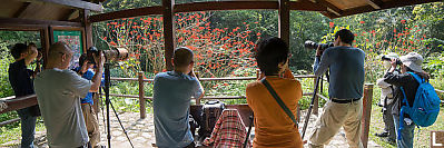 Crowd To Photograph Coral Tree