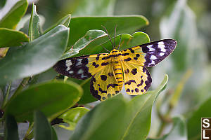 False Tiger Moth