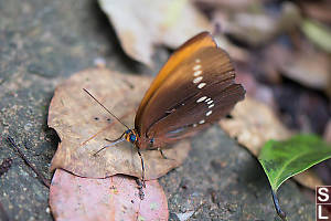 Large Faun Licking Leaf
