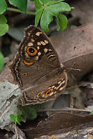 Lemon Pansy Upperside