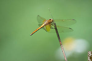 Crimson Marsh Glider, Female