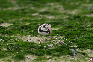 Little Ringed Plover Breeding