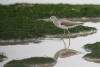 Common greenshank