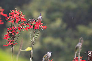 Red Whiskered Bulbul On Coral Tree