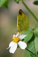 Three-Spot Grass Yellow