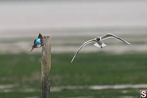 White Throated Kingfisher Chased Off Perch