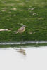 Yellow Wagtail, Western Yellow Wagtail