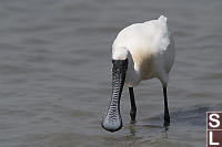 Black Faced Spoonbilll Beak