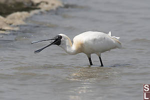 Blackface Spoonbill Swallowing Fish