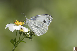 Cabbage White